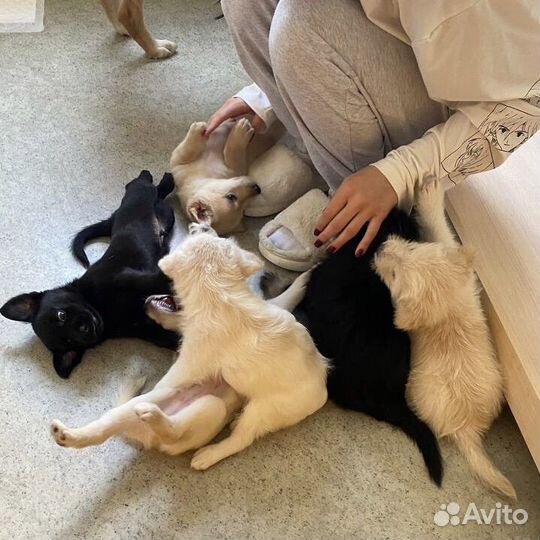 Щенки даром