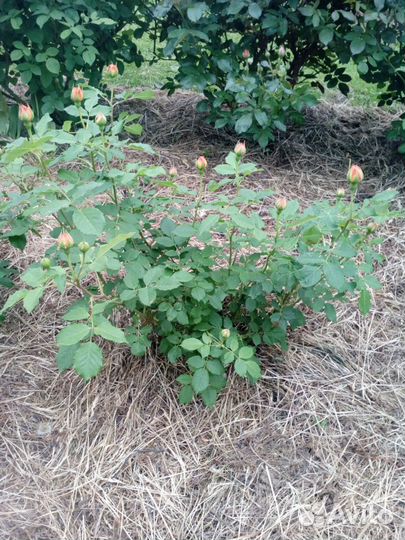 Роза Golden Celebration (Austin, 1992)