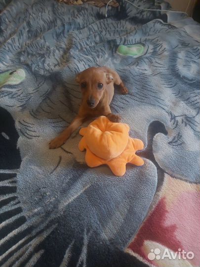 Цвергпинчер