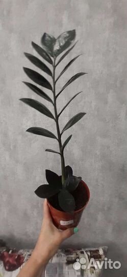 Замиокулькасы Черный равен и Зензи