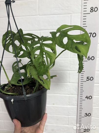 Монстера Манки маск и Адансони