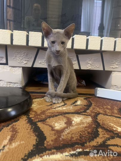 Ориентальные котята