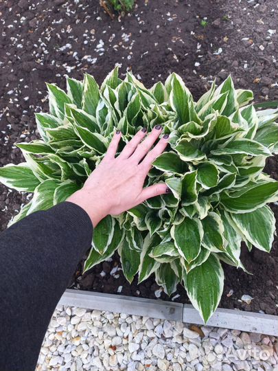 Хосты большие кусты