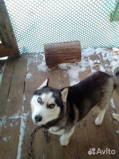 Сибирский хаски