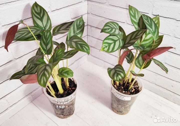 Комнатные растения