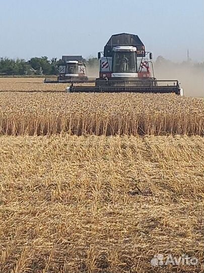 Уборка урожая 2023