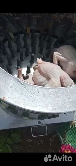 Перосъемная машина для бройлеров