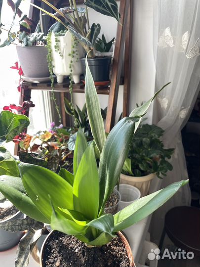 Сансевиерия Jade emerald green