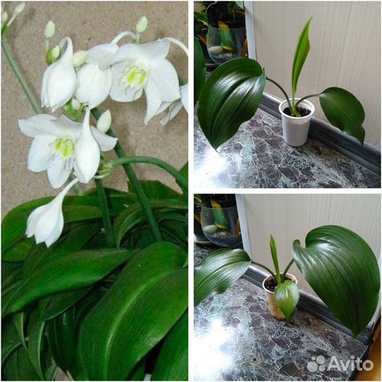 Эухарис амазонская лилия, и другие