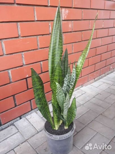 Сансевиерия, тещин язык