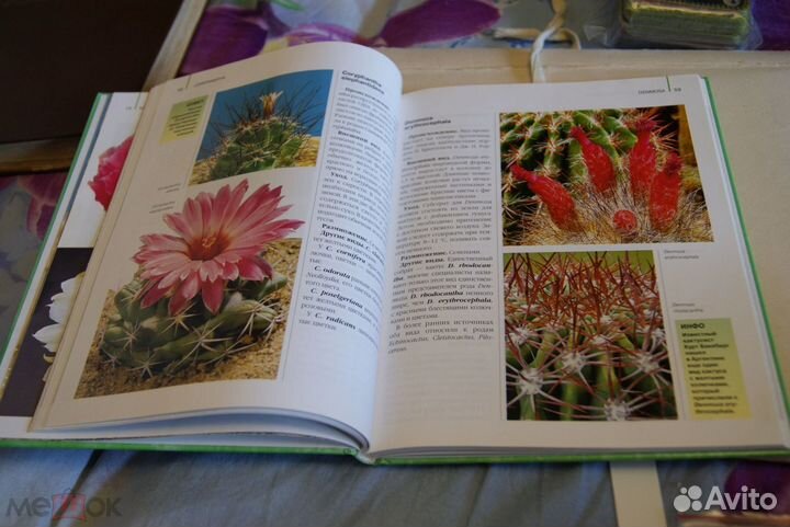 Манке.Кактусы,Горбачева.Бонсай,Украсим дом цветами