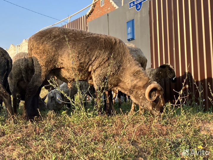 Овцы бараны