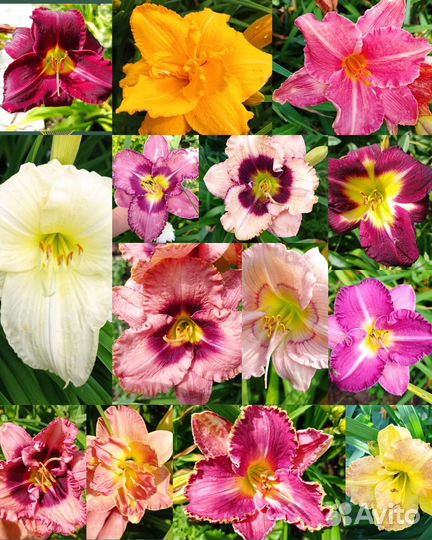 Свой сад растения