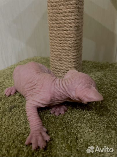 Голубоглазый Сфинкс котенок мальчик бежевый