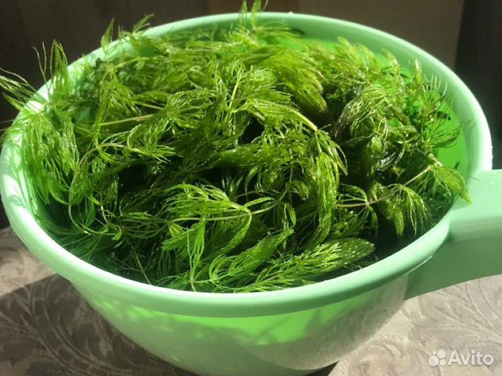 Роголистник в аквариум