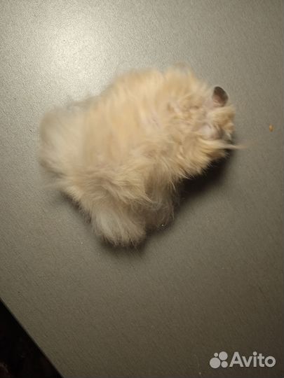 Хомяки ангорские длинношерстные