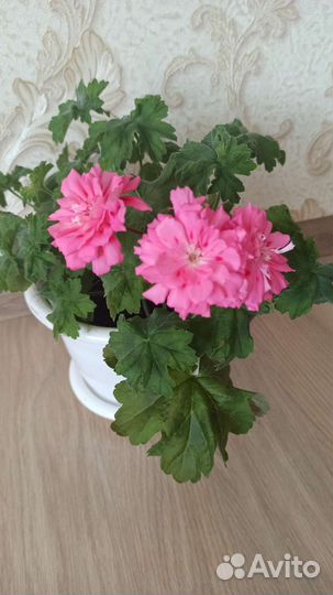 Пеларгония герань сортовая