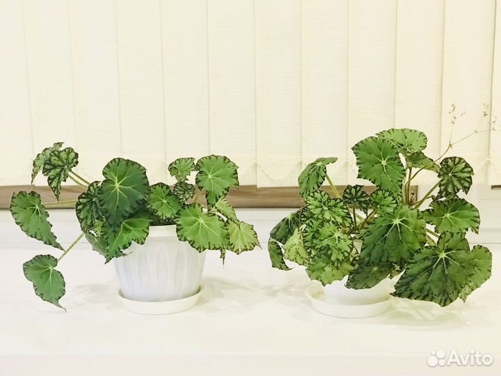 Бегония декоративнолиственная