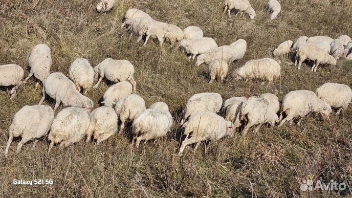 Овцы матки