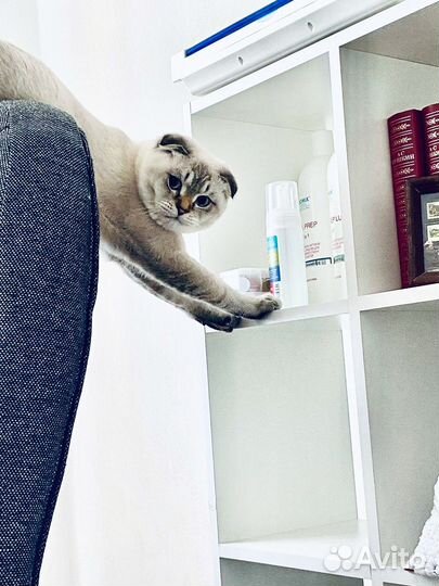 Кот для вязки