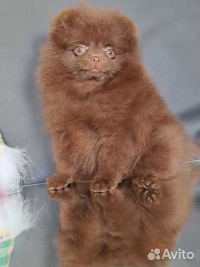 Померанский шпиц, мальчики красавчики