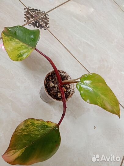 Филодендрон Ред эмеральд вариегатный, Вайт Визард