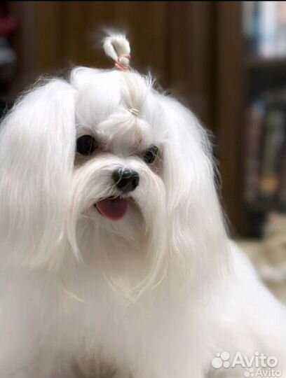 Вязка мальтезе экстра-Мини (вес 1,4)