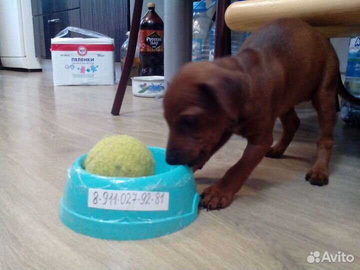 Щенки цвергпинчера