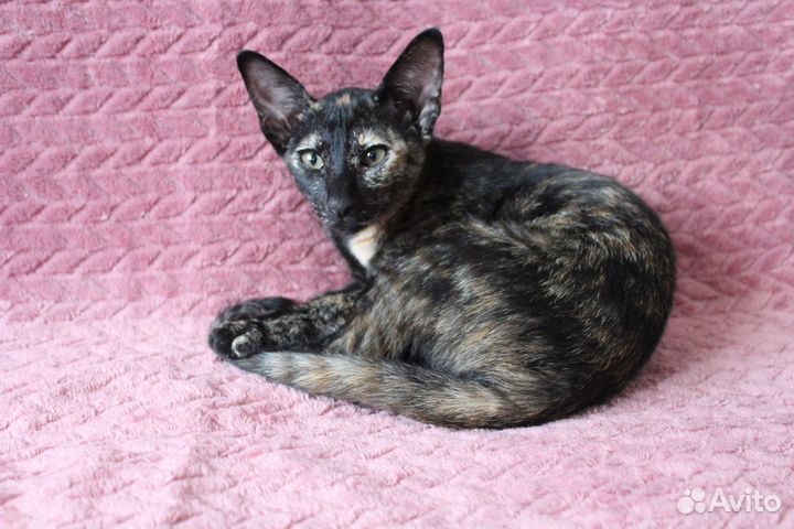 Ориентальная