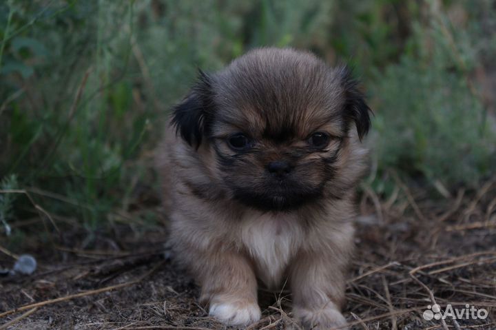Продам щенков пикенеса девочки чистокровные