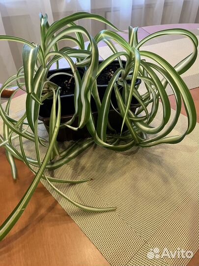 Молочай, хлорофитум