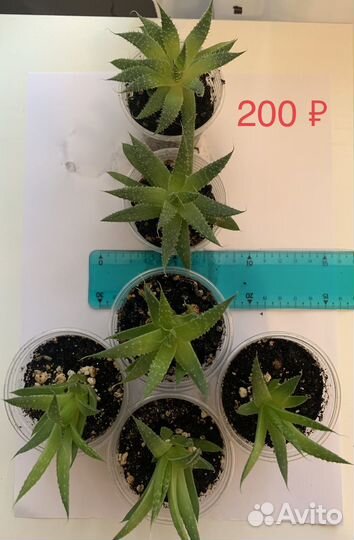 Хавортия цветущая (суккулент)