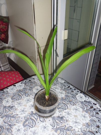 Цветок Кринум