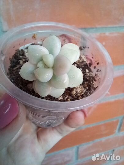 Граптопеталумы 'Mendozae' и ' Ellen' var