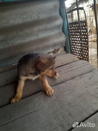 Щенок в добрые руки бесплатно маленькая порода