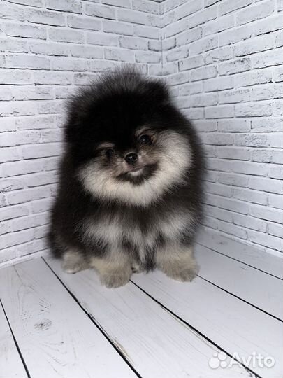 Померанский шпиц черно подпалый