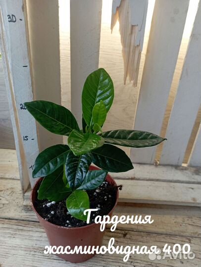 Комнатные цветы растение гардения жасминовидная