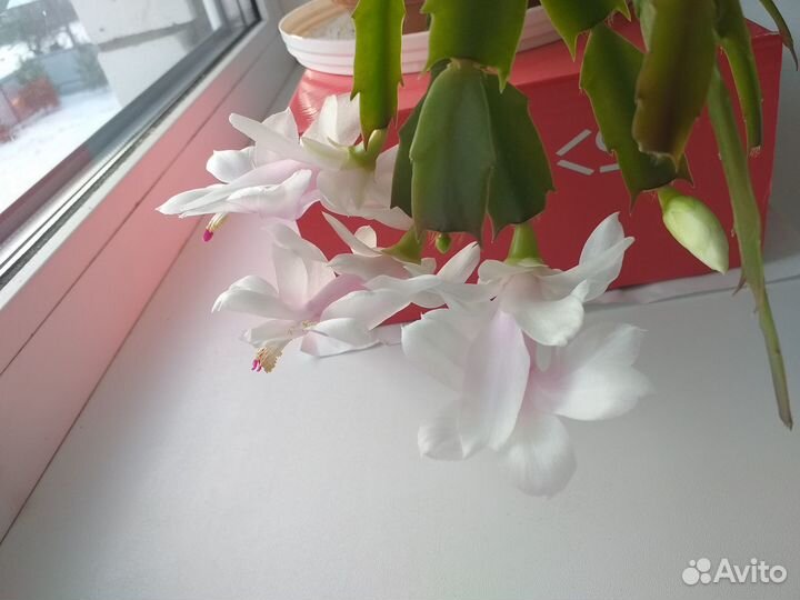 Сегменты сортовых декабристов