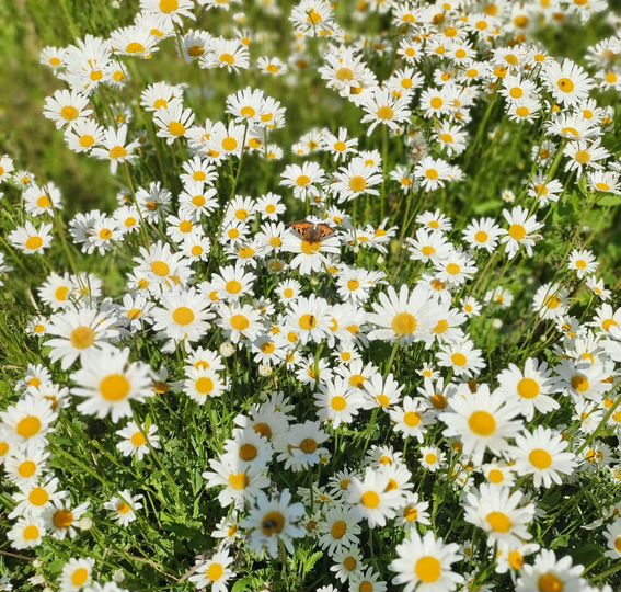 Участок 6 га (СНТ, ДНП)