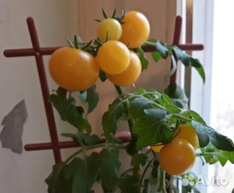 Комнатное растение. Томат комнатный