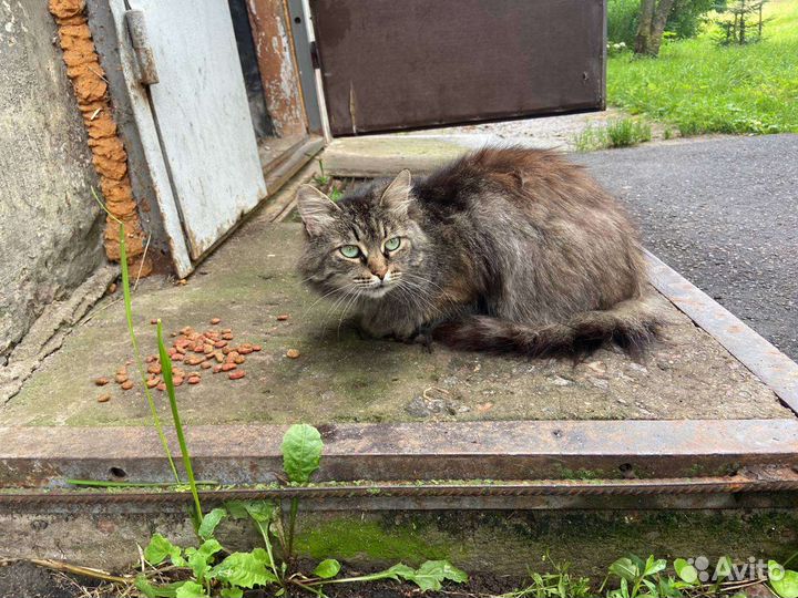 Кот молодой 3-4 года