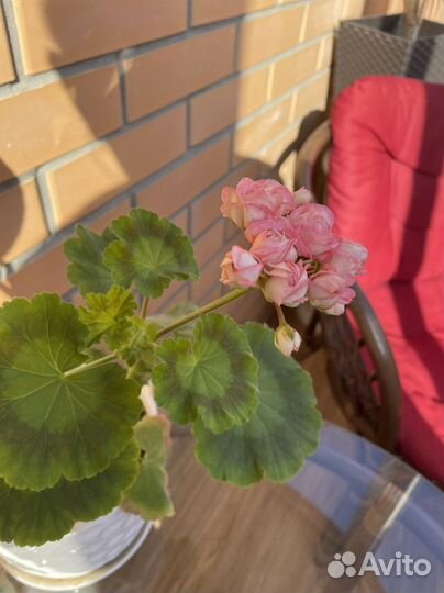 Пеларгония герань сортовая