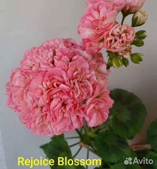 Герань пеларгония