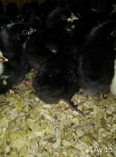 Доминант 107