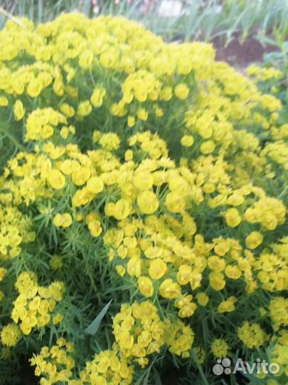 Молочай кипарисовидный