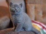 Британский голубой котенок