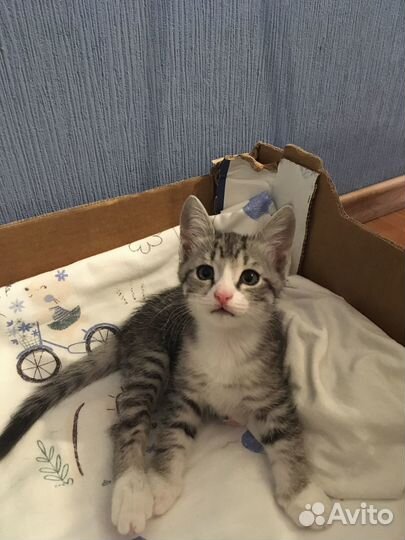 Отдам котят в добрые руки
