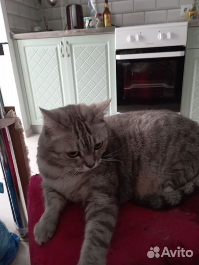 Британский кот