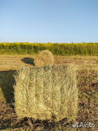 Продам сено