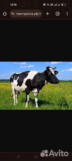 Корова дойная